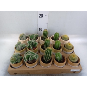 Cactus ...mix