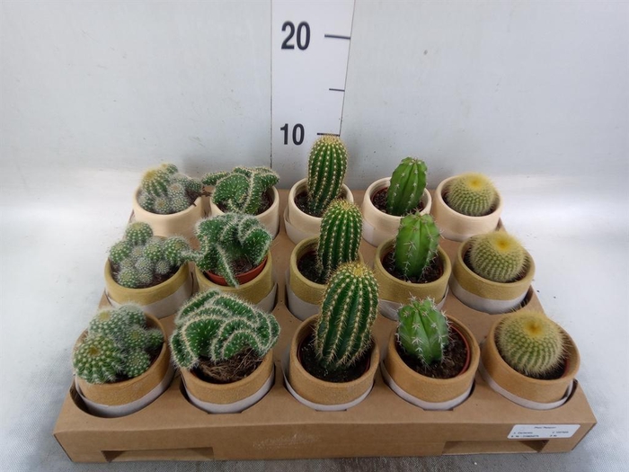 <h4>Cactus   ...mix</h4>
