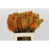 Kniphofia Eycone Peach