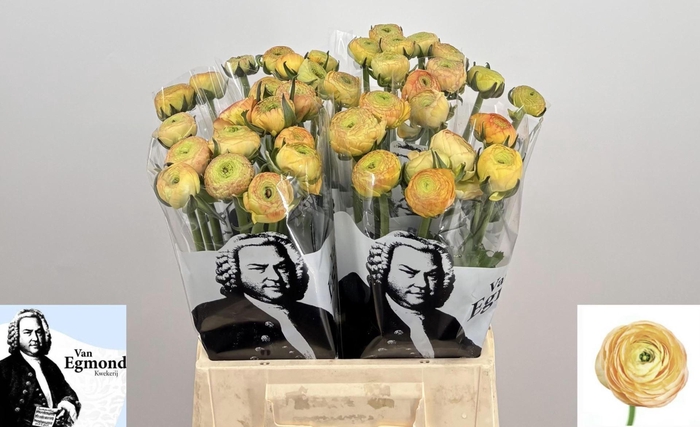 <h4>RAN AAZUR CHAMPAGNE 40 GR.</h4>