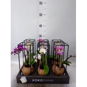 Arr.  Orchidee L%