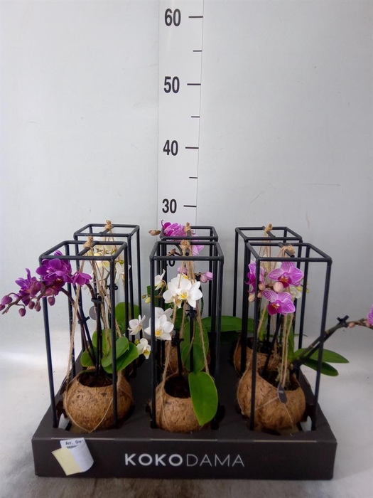 <h4>Arr.  Orchidee L%</h4>