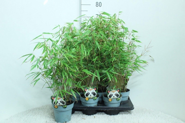 <h4>Fargesia rufa</h4>