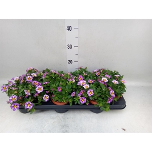 Calibrachoa  'Rave Violet'