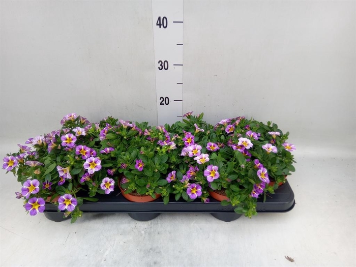 <h4>Calibrachoa  'Rave Violet'</h4>
