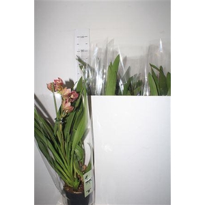 Cymbidium Mag Vogel