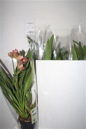 Cymbidium Mag Vogel