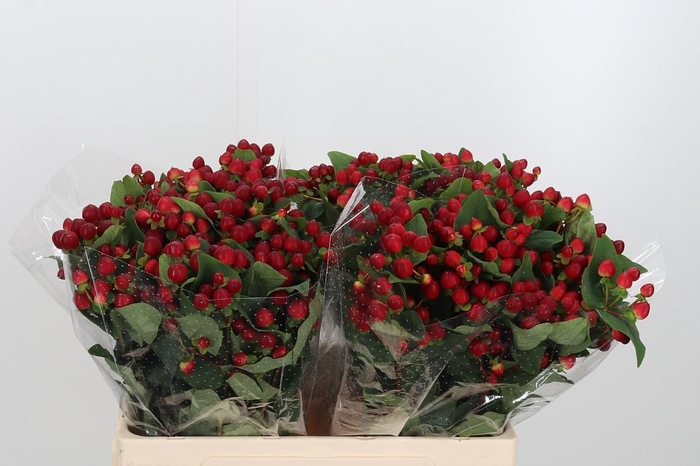 <h4>Hyp Mag Lightning</h4>