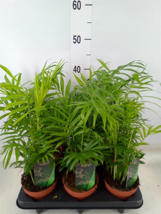 <h4>Chamaedorea elegans</h4>