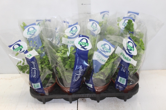 <h4>AVENCA VARIADA P15</h4>