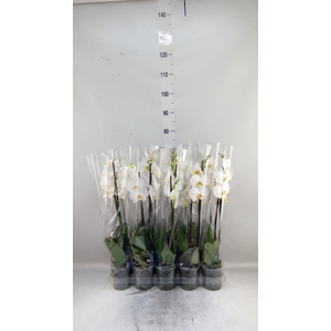 Phalaenopsis   ...white