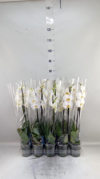 <h4>Phalaenopsis   ...white</h4>