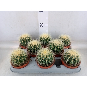 Echinocactus grusonii