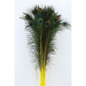 Feather Peacock Yellow P Stem