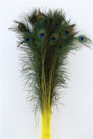 <h4>Feather Peacock Yellow P Stem</h4>