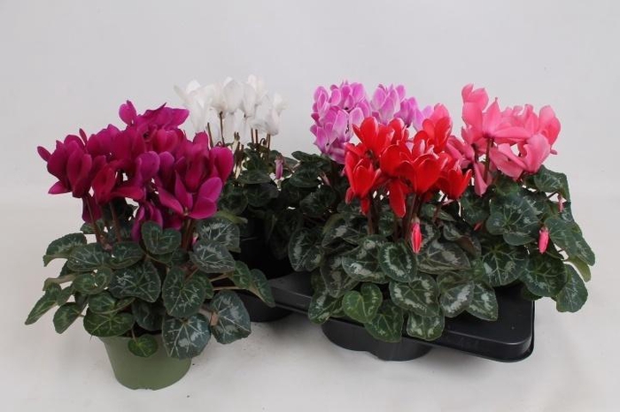 arr8 Cycl Md Sup Macro