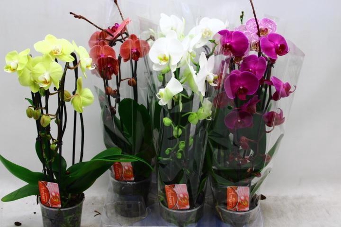 <h4>PHAL EL CASCADE</h4>