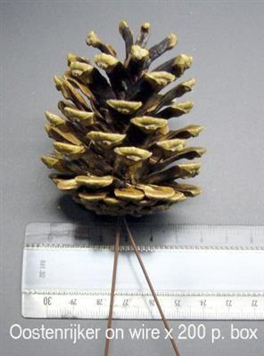 <h4>K.OOSTENRIJKER OP DRAAD KERST</h4>