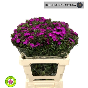 DI BARB AM NEON PURP