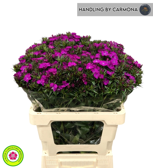 <h4>DI BARB AM NEON PURP</h4>