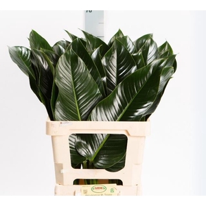 Philodendron St Tropez MDK