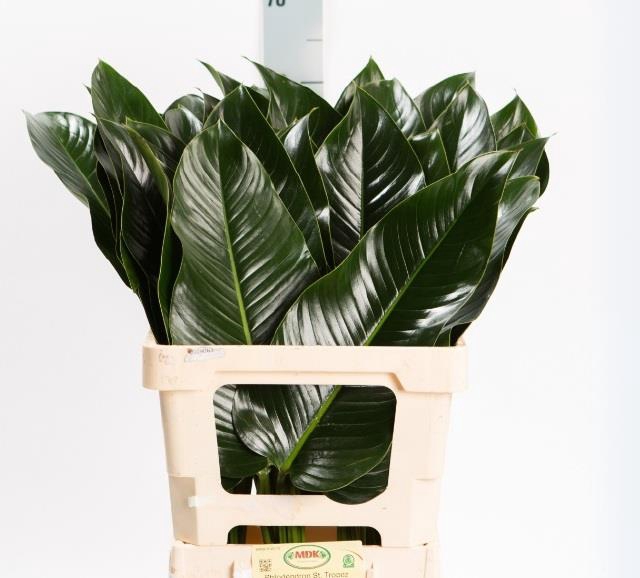 <h4>Philodendron St Tropez MDK</h4>