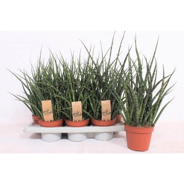 <h4>Sansevieria Fernwood Punk</h4>