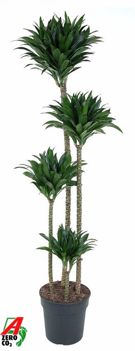 <h4>Dracaena Compacta</h4>