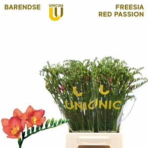 Freesia enk Rubina River