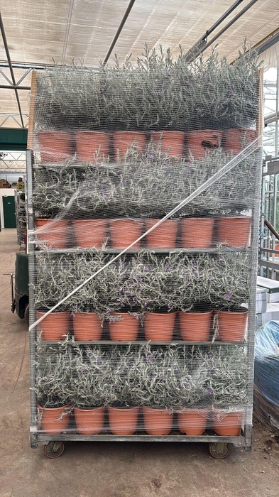 <h4>EREMOPHILA NIVEA</h4>