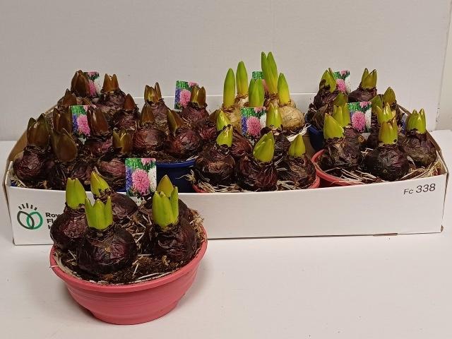 <h4>HYACIN GEM 3 KL</h4>