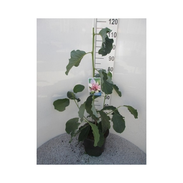<h4>Magnolia Blushing Belle 80-100 P28</h4>