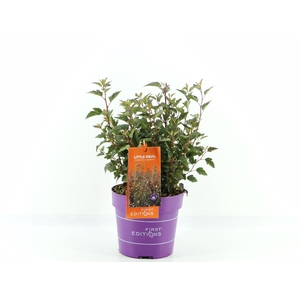 Physocarpus op. Little Devil (First Editions®)