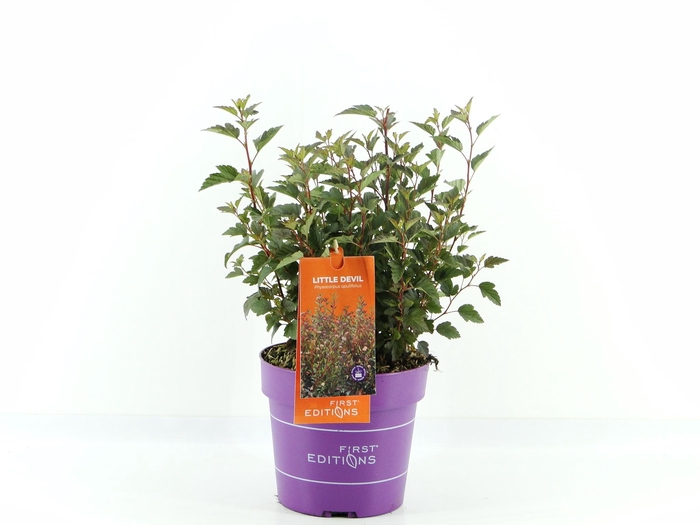 <h4>Physocarpus op. Little Devil (First Editions®)</h4>