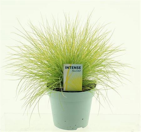 <h4>Festuca Gl Amigold</h4>