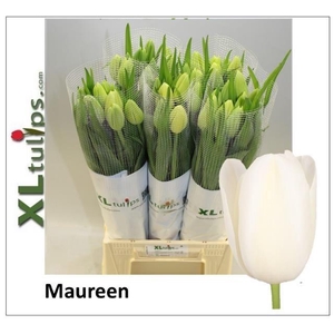 TU EN MAUREEN
