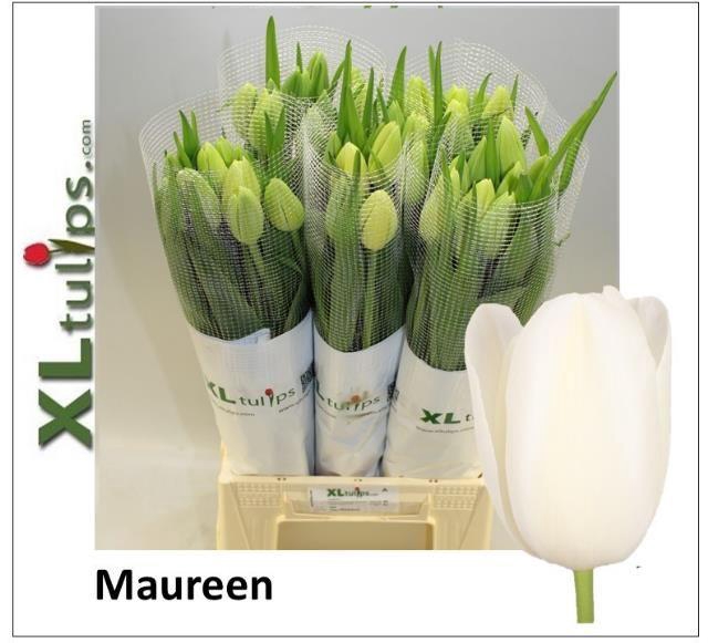 <h4>TU EN MAUREEN</h4>