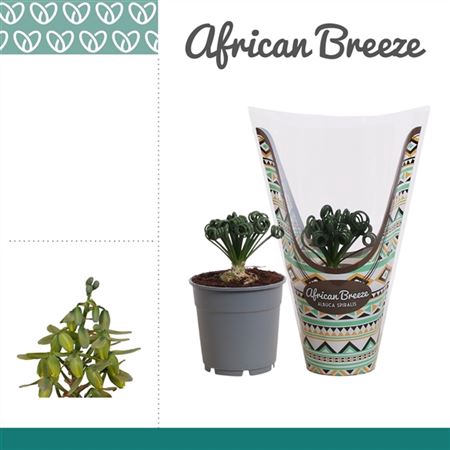 <h4>Albuca Spiralis Frizzle Sizzle In Hoes</h4>