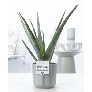 Aloe Vera in P&PURE Sophie ceramics green