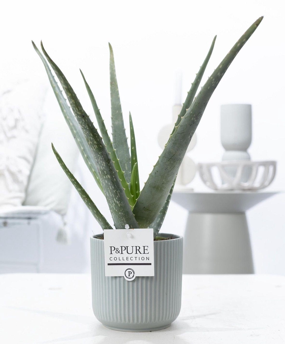 <h4>Aloe Vera in P&PURE Sophie ceramics green</h4>