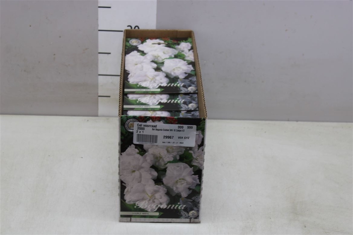 <h4>Bol Begonia Dubbel Wit 10 Zakjes X3</h4>