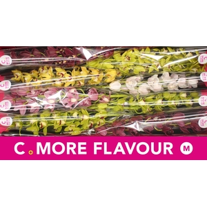 Mini cymbidium 'Mix' 70 cm