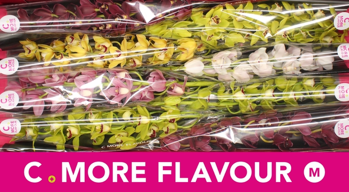 <h4>Mini cymbidium 'Mix' 70 cm</h4>