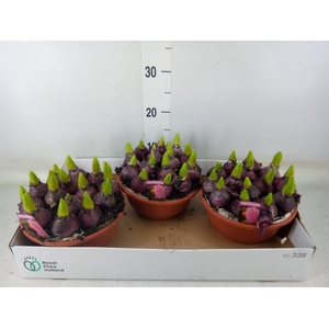 Hyacinthus orie. 'Pearl Pink'