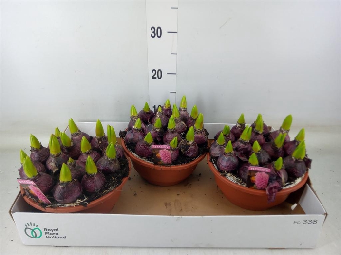 <h4>Hyacinthus orie. 'Pearl Pink'</h4>