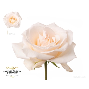 Rosa Garden Crystal