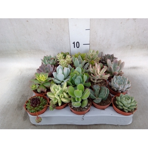 Succulents   ...
