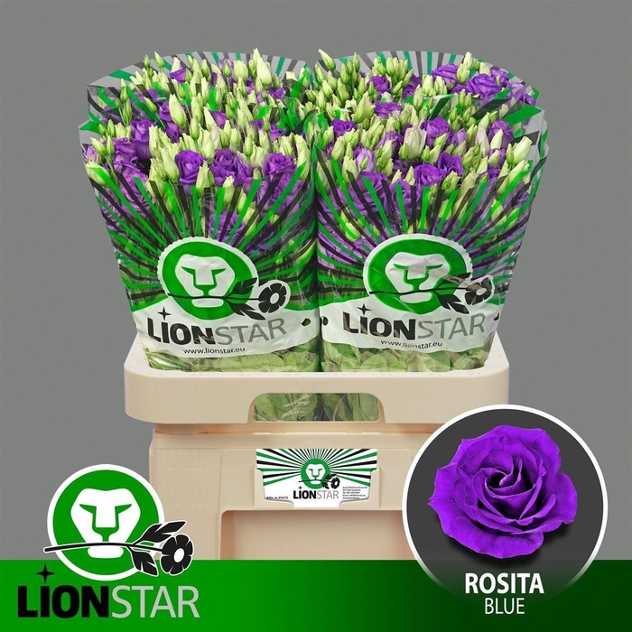 <h4>Eus G Rosi Blue</h4>