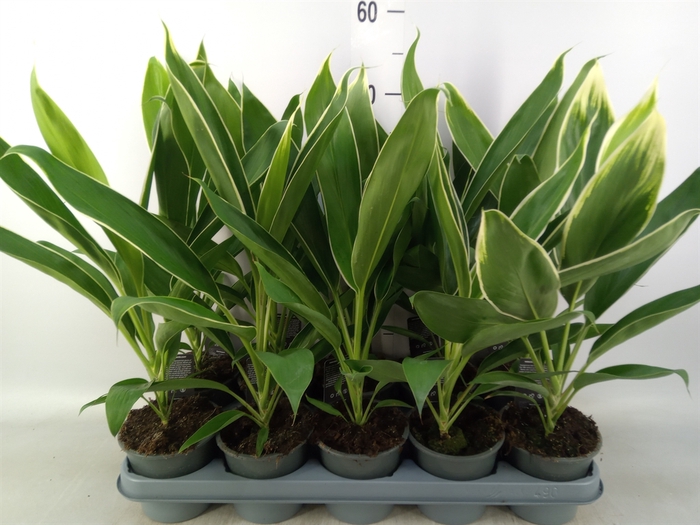 <h4>Cordyline fruti. 'Conga'</h4>