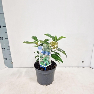Hedera colchica Arborescens